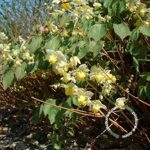 Afbeelding bij Elfenbloem - Epimedium versicolor 'Sulphureum' 