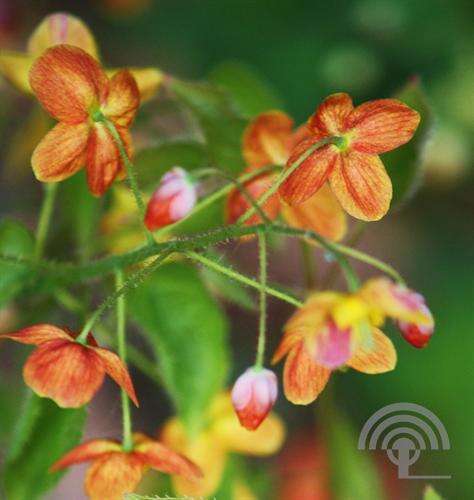 Afbeelding bij Elfenbloem - Epimedium warleyense 