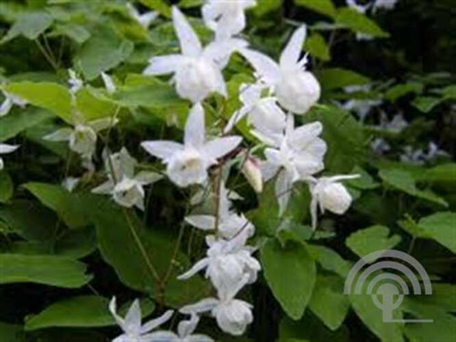 Afbeelding bij Elfenbloem - Epimedium youngianum &#039;Niveum&#039;