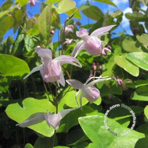 Afbeelding bij Elfenbloem - Epimedium youngianum &#039;Roseum&#039; 