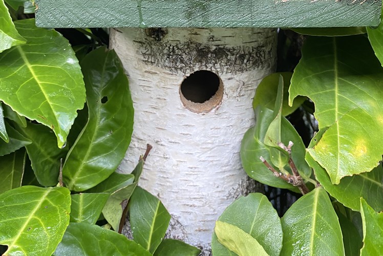 Afbeelding bij Elk jaar je vogelhuisje in gebruik als nestplaats, de perfecte locatie.