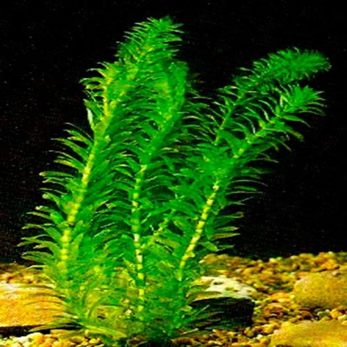 Afbeelding bij Elodea / Waterpest (soort)
