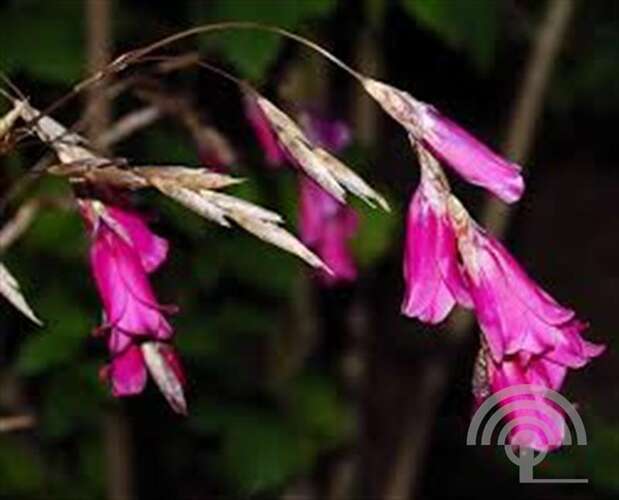 Afbeelding bij Engelenhengel - Dierama pulcherrimum 