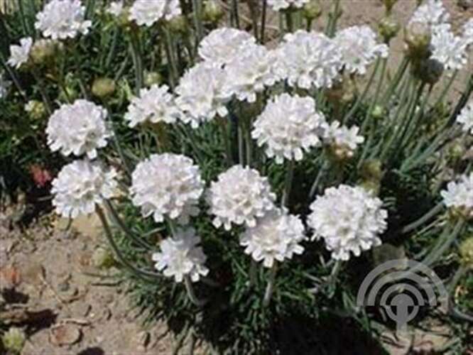 Afbeelding bij Engels gras Armeria mar. &#039;Alba&#039;