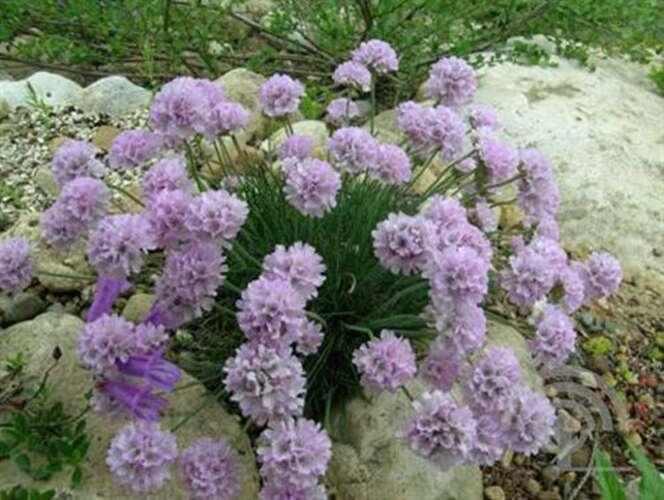 Afbeelding bij Engels gras Armeria mar. 'Splendens Perfecta'