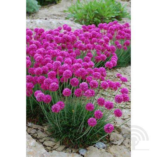 Afbeelding bij Engels gras - Armeria maritima 'Dusseldorfer Stolz'