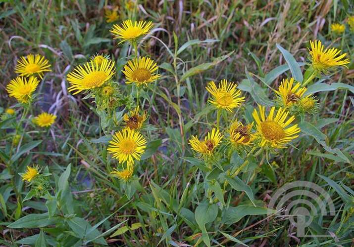 Afbeelding bij Engelse alant - Inula britannica (moeraskruiskruid) 