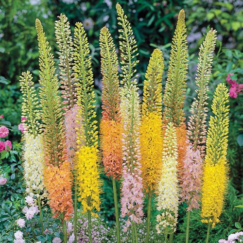 Afbeelding bij Eremurus / Naald van Cleopatra