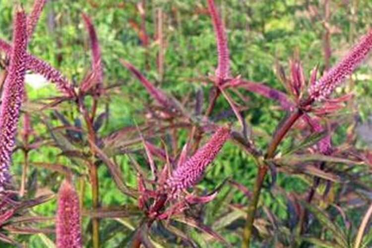 Afbeelding bij Erepijs - Veronicastrum sib. 'Red arrows' 
