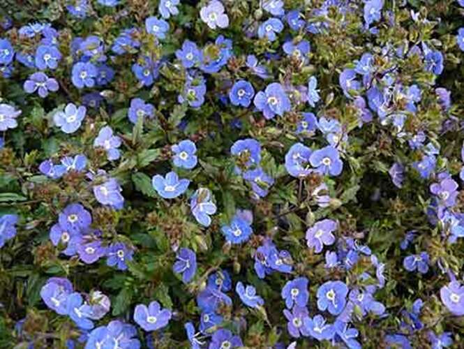 Afbeelding bij Ereprijs - Veronica ped. &#039;Georgia Blue&#039; 