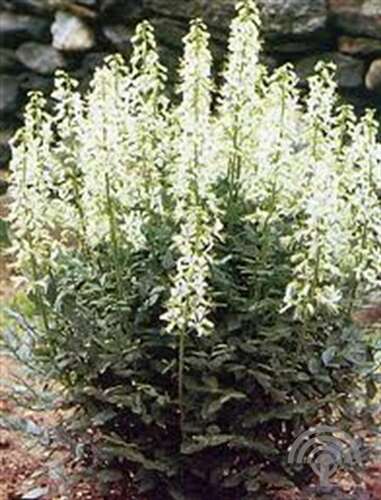 Afbeelding bij Ereprijs - Veronica schmidtiana 'Alba'