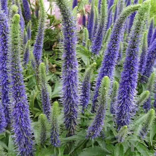 Afbeelding bij Ereprijs - Veronica 'Sunny Border Blue' 