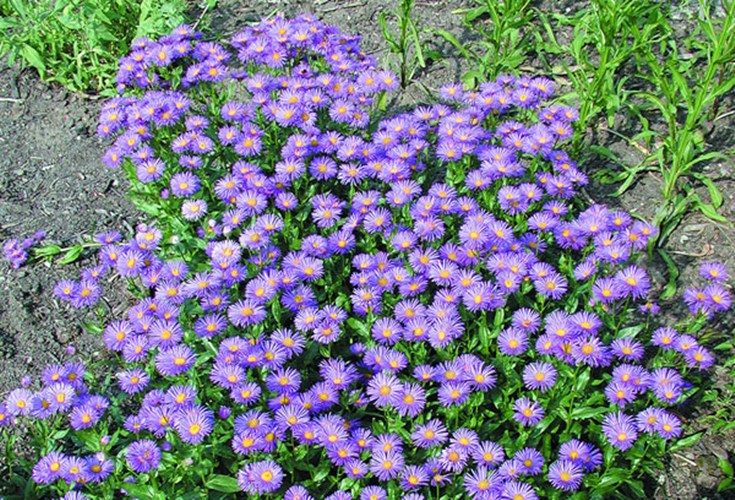 Afbeelding bij Erigeron / Fijnstraal (soort)