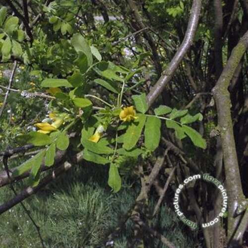 Afbeelding bij Erwtenstruik - Caragana arborescens