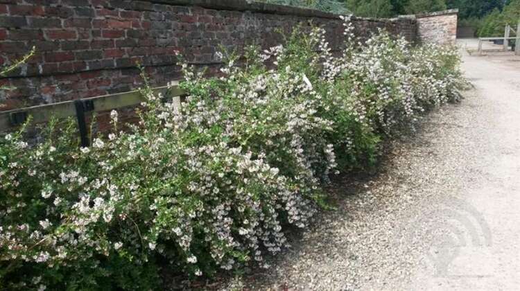 Afbeelding bij Escallonia - Escallonia 'Apple Blossom'
