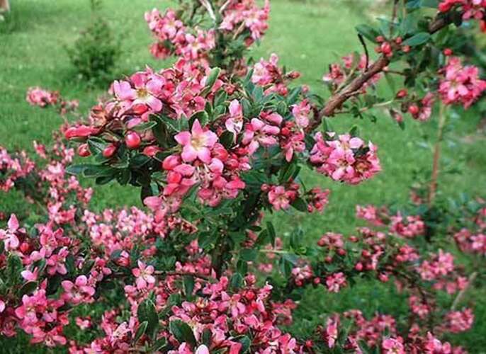 Afbeelding bij Escallonia - Escallonia 'Dart's Rosyred'