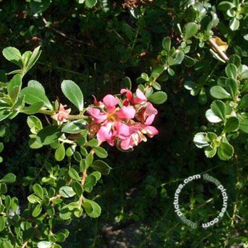Afbeelding bij Escallonia - Escallonia 'Donard Seedling' 