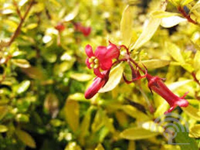 Afbeelding bij Escallonia - Escallonia &#039;Golden Carpet&#039; ® 