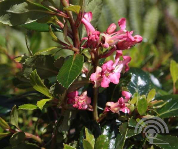 Afbeelding bij Escallonia - Escallonia 'Jamie' ® 