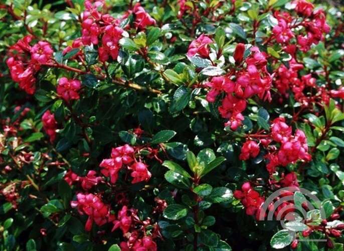 Afbeelding bij Escallonia - Escallonia 'Red Dream'