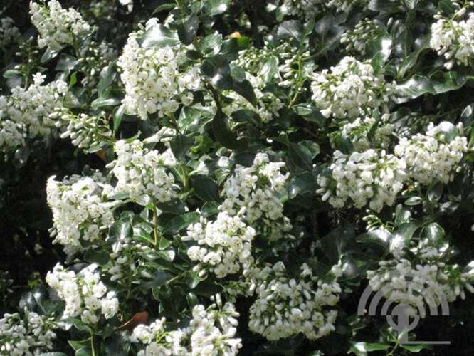 Afbeelding bij Escallonia - Escallonia 'Iveyi'