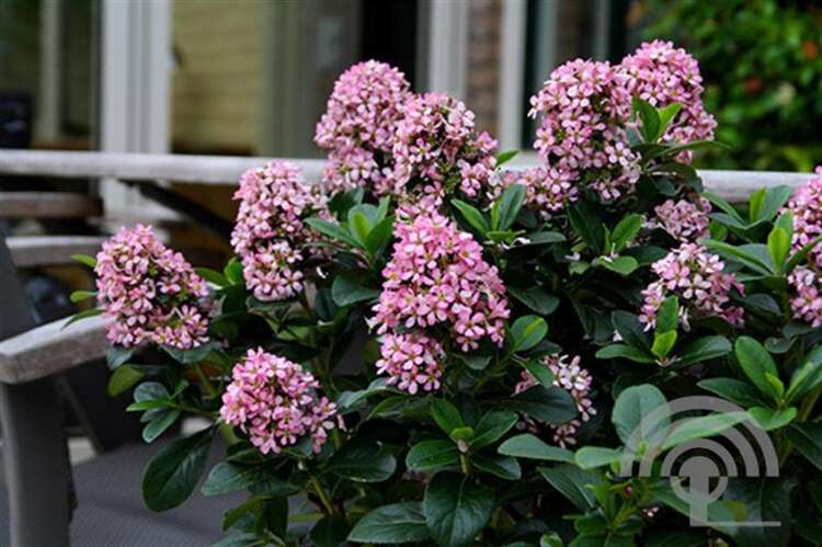 Afbeelding bij Escallonia - Escallonia leavis 'Pink Elle' ®
