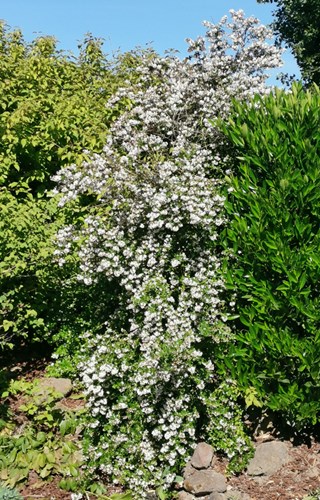 Afbeelding bij Escallonica (soort)