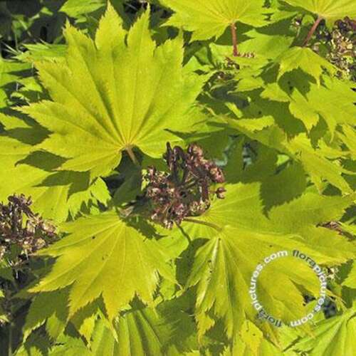 Afbeelding bij Esdoorn - Acer shirasawanum 'Aureum' 