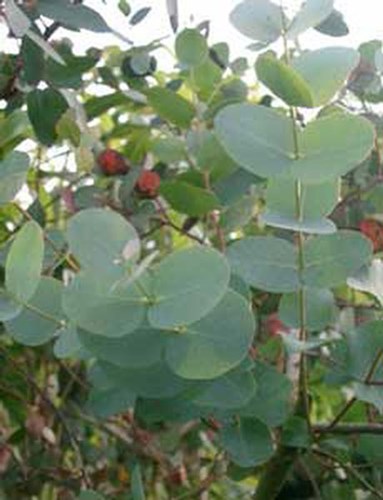Afbeelding bij Eucalyptus gunnii / Gomboom