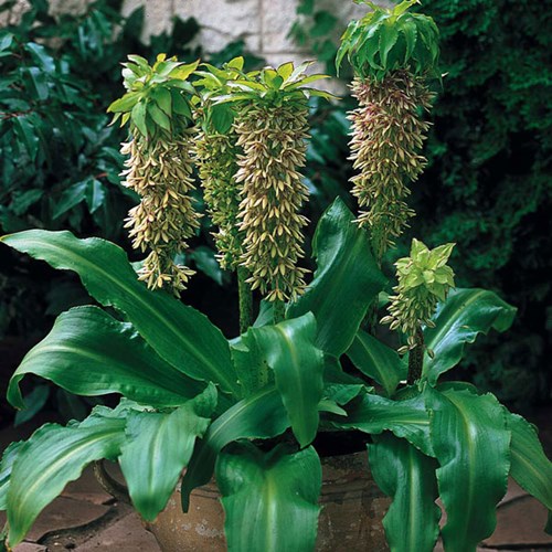 Afbeelding bij Eucomis bicolor / Kuiflelie / Ananasplant