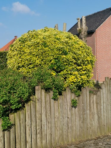 Afbeelding bij Euonymus / Kardinaalsmuts  (soort)