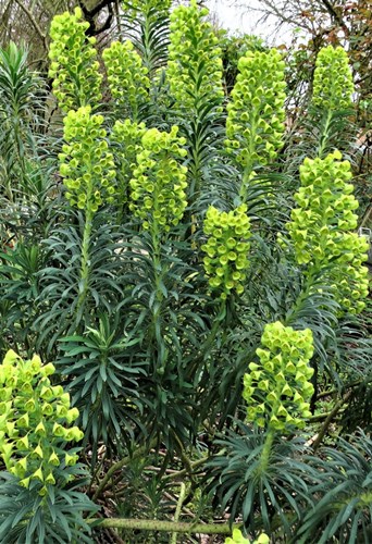 Afbeelding bij Euphorbia / Wolfsmelk (soort)