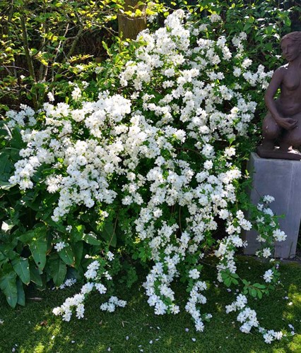 Afbeelding bij Exochorda macrantha the bride / Parelstruik