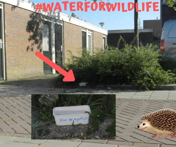Afbeelding bij Extra water voor de egels