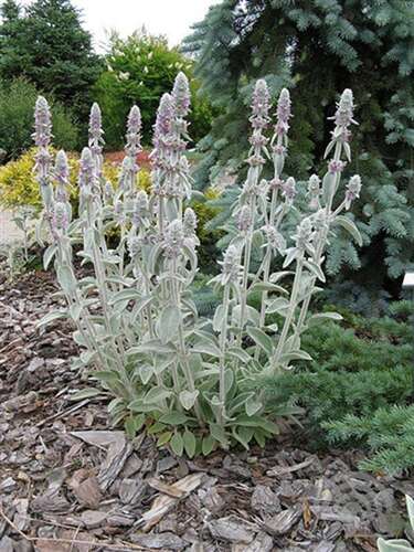 Afbeelding bij Ezelsoor - Stachys byzantina &#039;Big Ears&#039;
