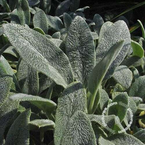 Afbeelding bij Ezelsoor - Stachys byzantina 'Silver Carpet'