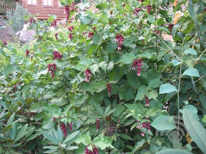 Afbeelding bij Fazantenbes - Leycesteria formosa 'Purple Rain'