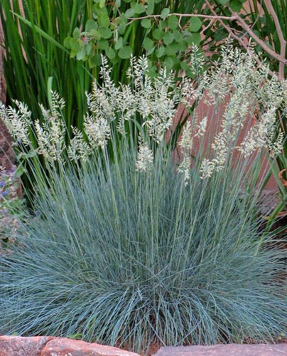 Afbeelding bij Festuca / Zwenkgras (soort)