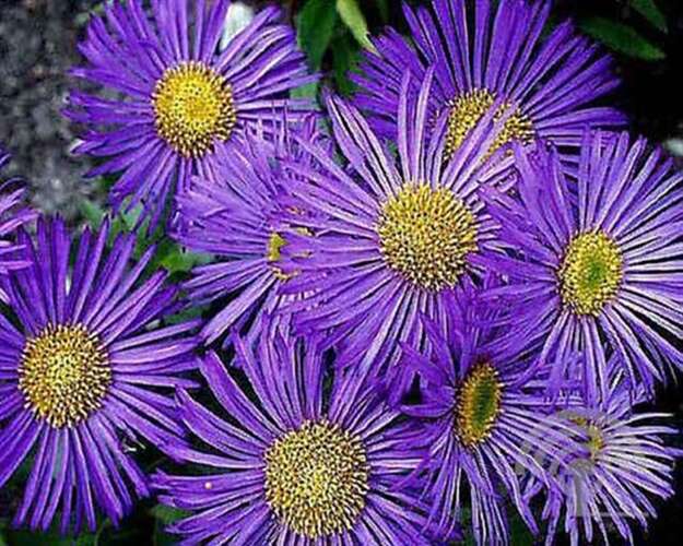 Afbeelding bij Fijnstraal - Erigeron &#039;Dunkelste Aller&#039; 