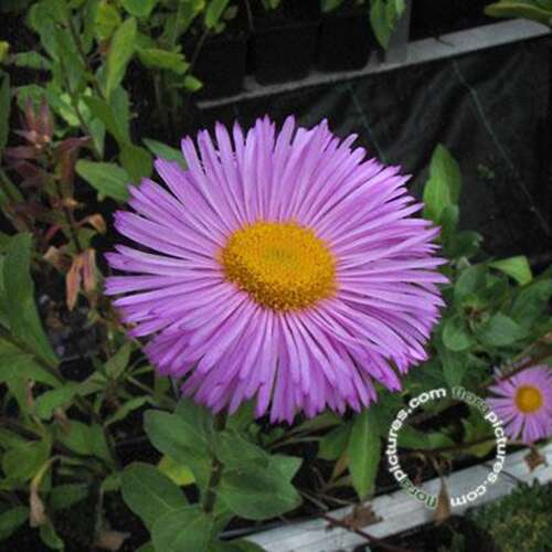 Afbeelding bij Fijnstraal - Erigeron 'Rosa Juwel'