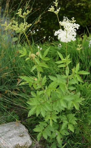 Afbeelding bij Filipendula / Moerasspirea