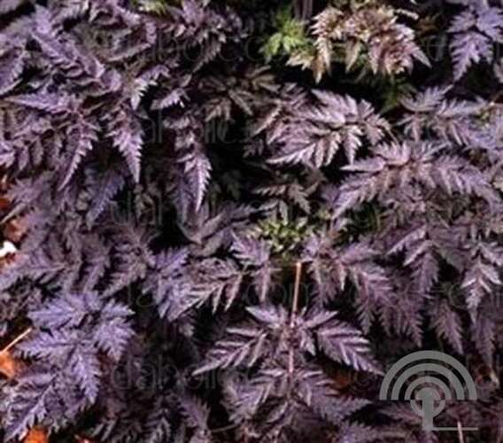 Afbeelding bij Fluitenkruid - Anthriscus sylvestris &#039;Ravenswing&#039;