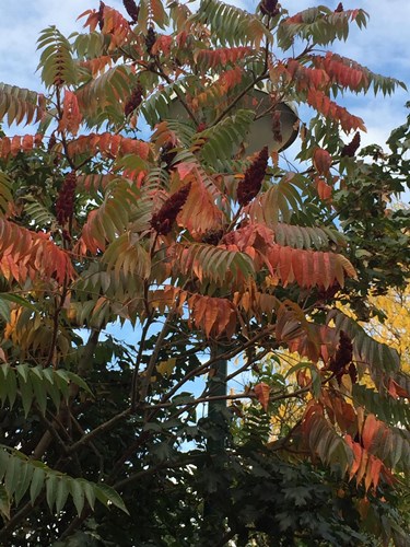 Afbeelding bij Fluweelboom - Rhus typhina &#039;Dissecta&#039; 