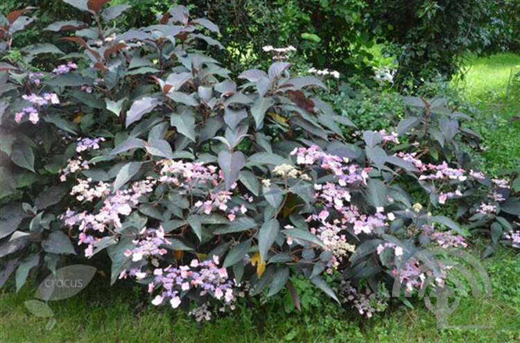 Afbeelding bij Fluweelhortensia -  Hydrangea aspera 'Hot Chocolate' ®