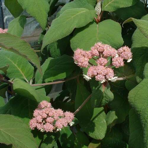 Afbeelding bij Fluweelhortensia -  Hydrangea aspera 'Macrophylla'