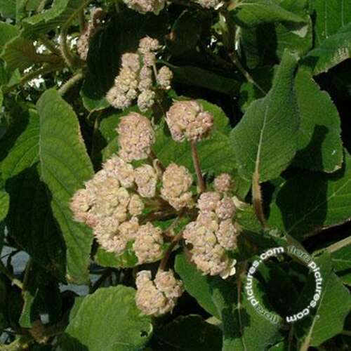 Afbeelding bij Fluweelhortensia -  Hydrangea aspera &#039;Sargentiana&#039; 