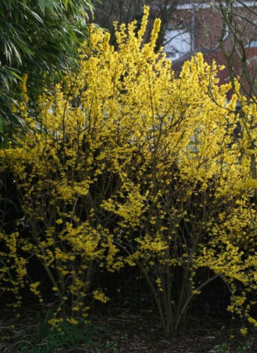 Afbeelding bij Forsythia intermedia lynwood / Chinees klokje