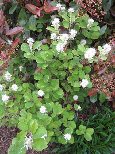 Afbeelding bij Fothergilla / Flessenborstelstruik