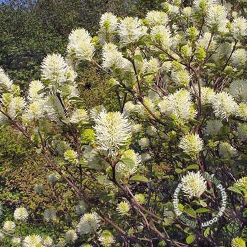 Afbeelding bij Fothergilla - Fothergilla major