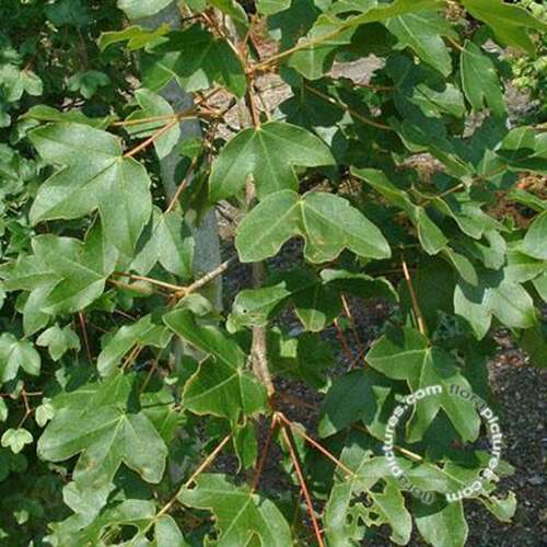 Afbeelding bij Franse esdoorn - Acer monspessulanum